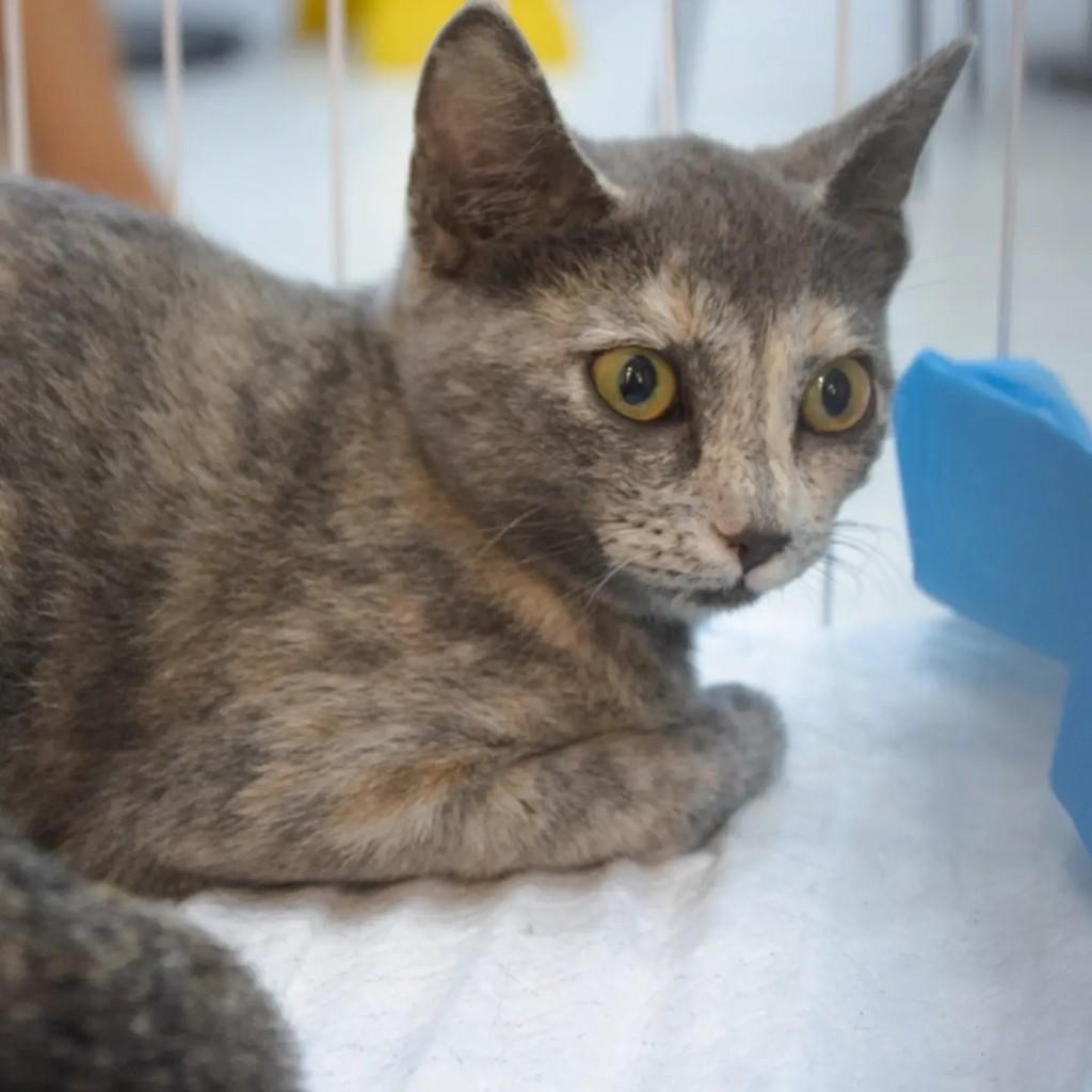 Docinho, gata para adoção em Fortaleza - CE
