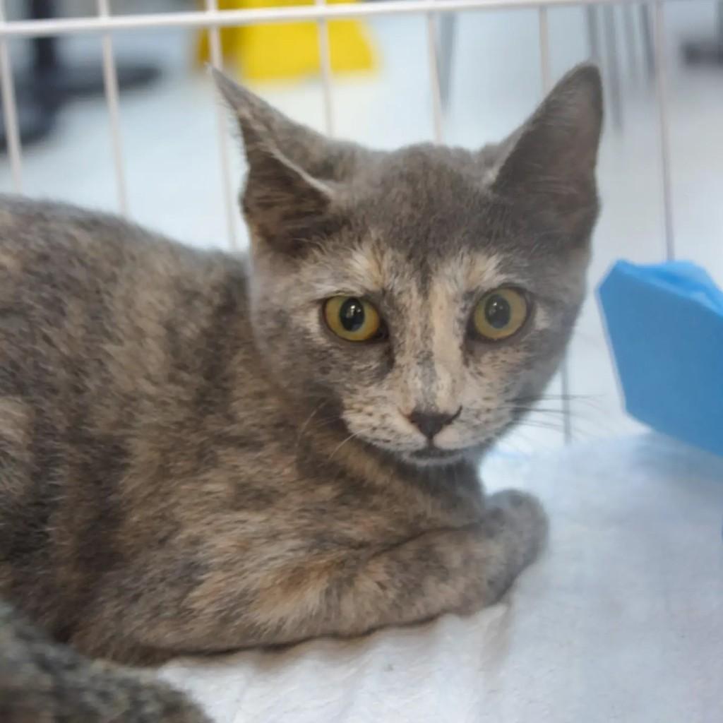 Docinho, gata para adoção em Fortaleza - CE — foto 2 de 2