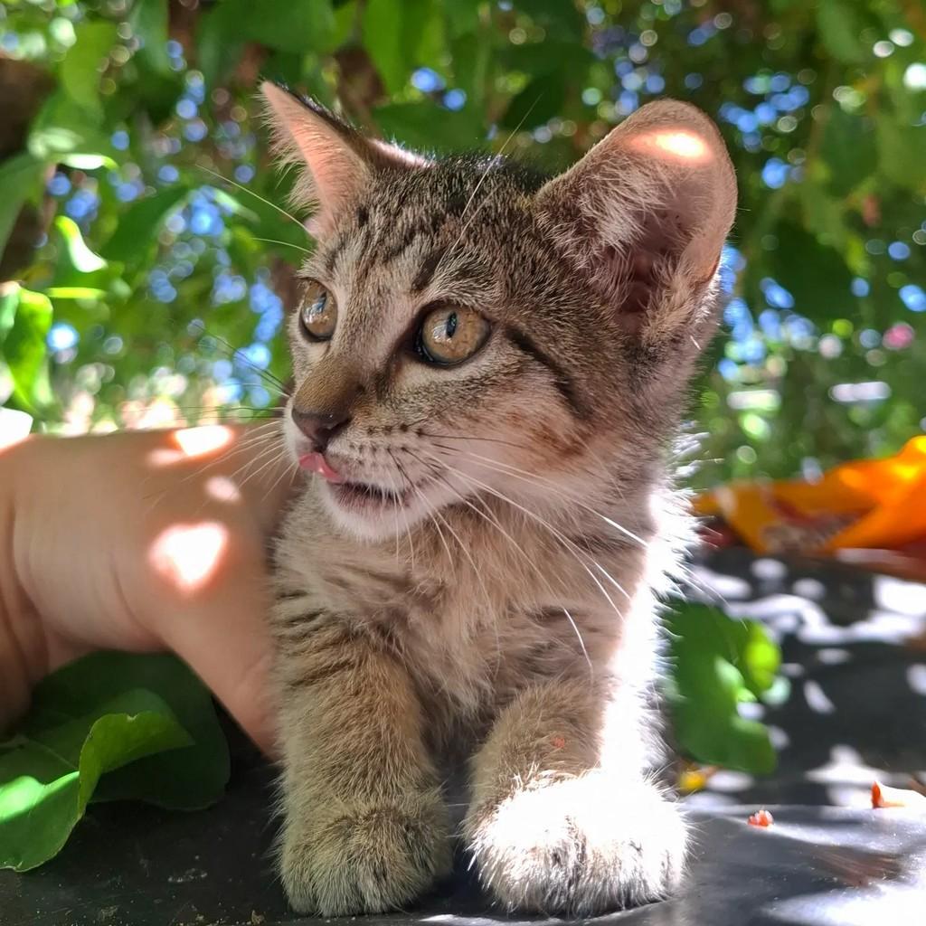 Nami, gata de porte pequeno para adoção em Fortaleza - CE
