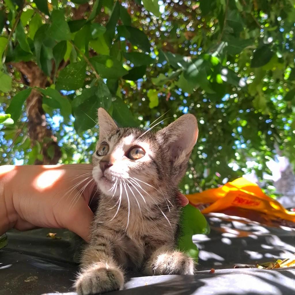 Nami, gata de porte pequeno para adoção em Fortaleza - CE — foto 2 de 10