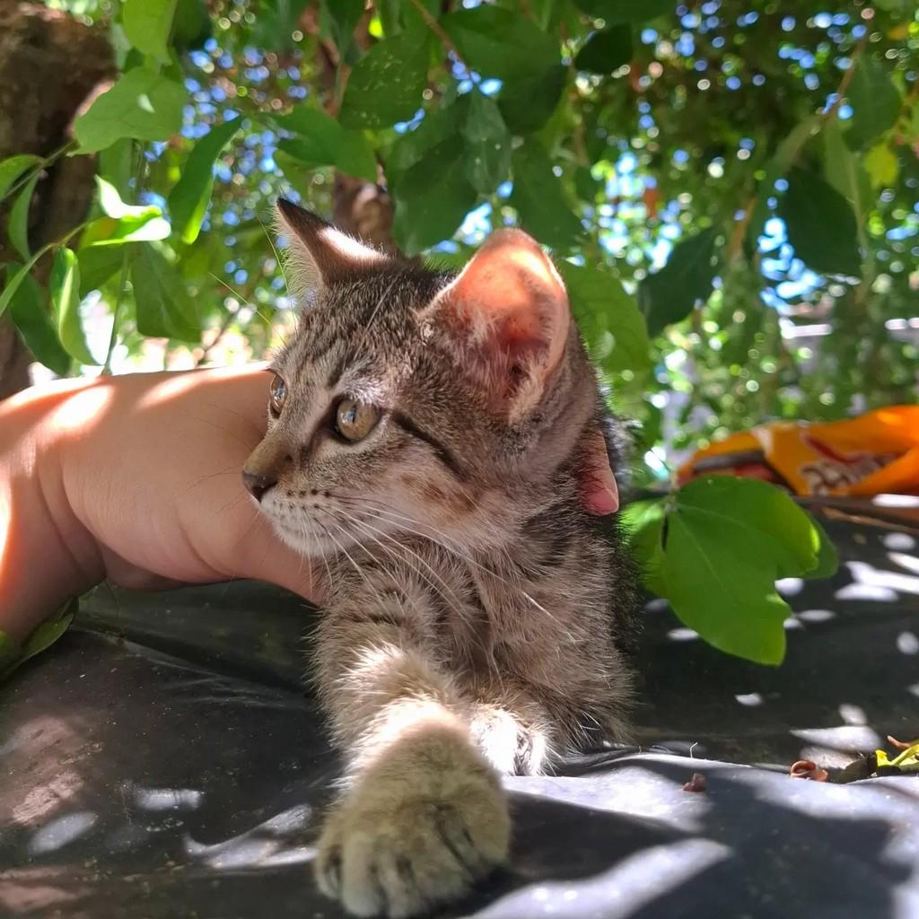 Nami, gata de porte pequeno para adoção em Fortaleza - CE — foto 3 de 10