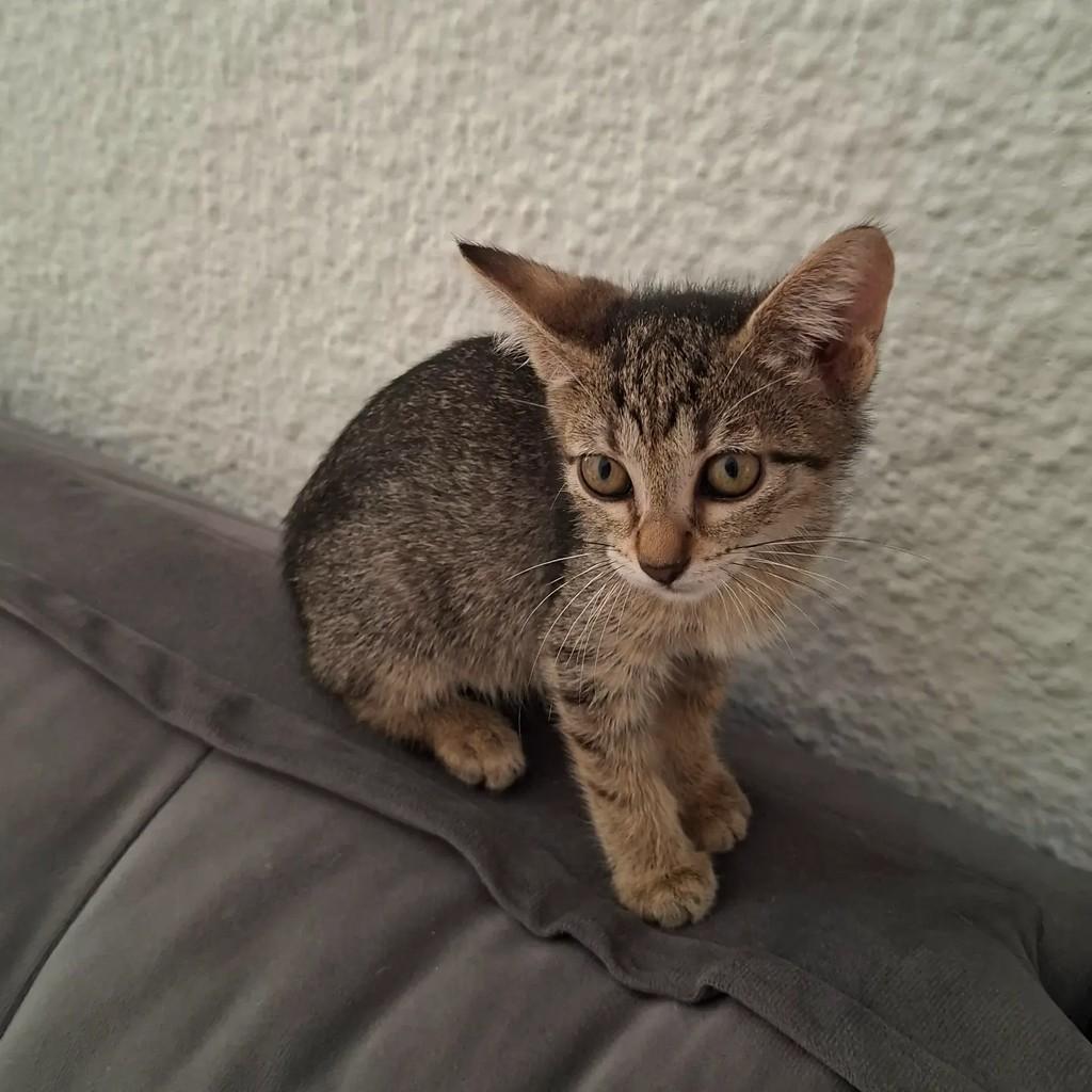 Nami, gata de porte pequeno para adoção em Fortaleza - CE — foto 4 de 10