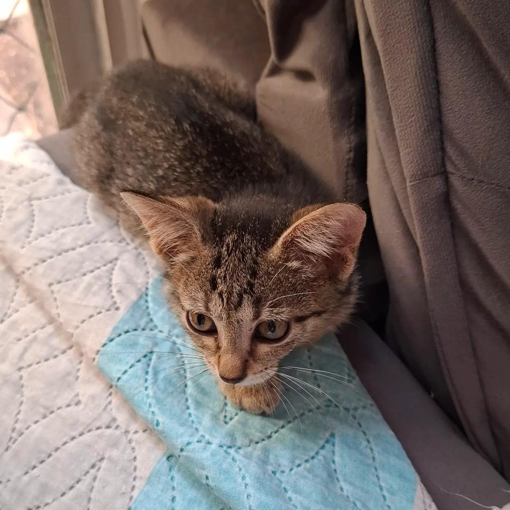 Nami, gata de porte pequeno para adoção em Fortaleza - CE — foto 5 de 10