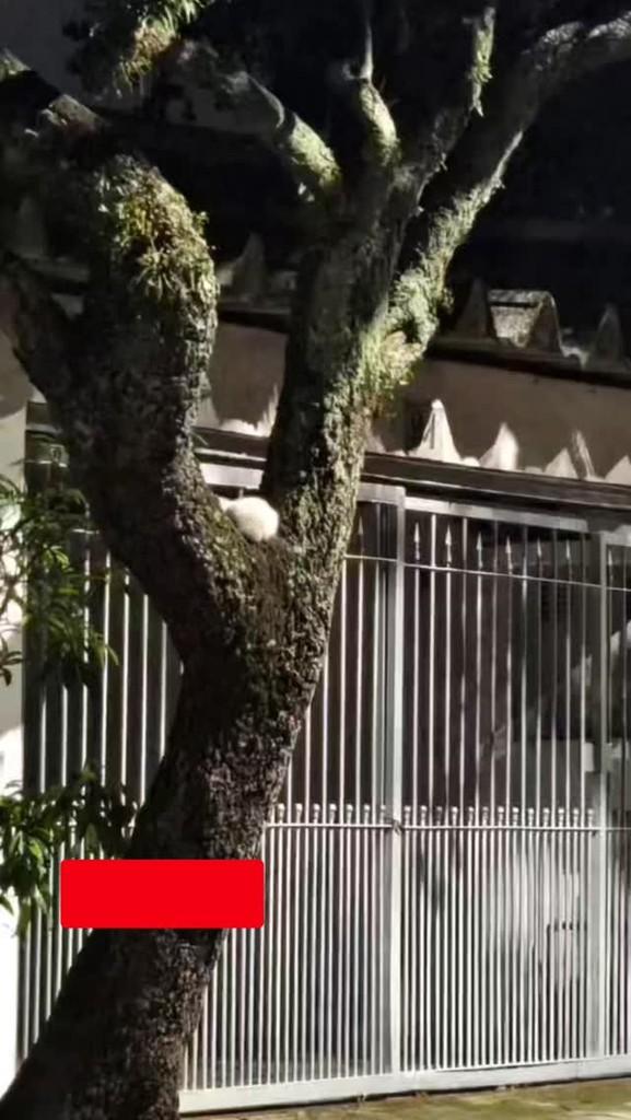 Baunilha, gata de porte pequeno para adoção em São Paulo - SP