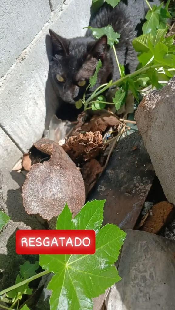 Jiji, gato de porte pequeno para adoção em São Paulo - SP