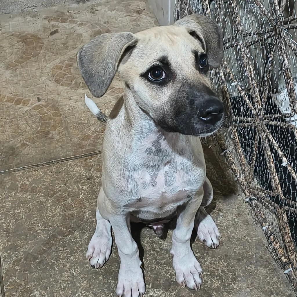 Raimundo, cachorro de porte médio para adoção em Mossoró - RN