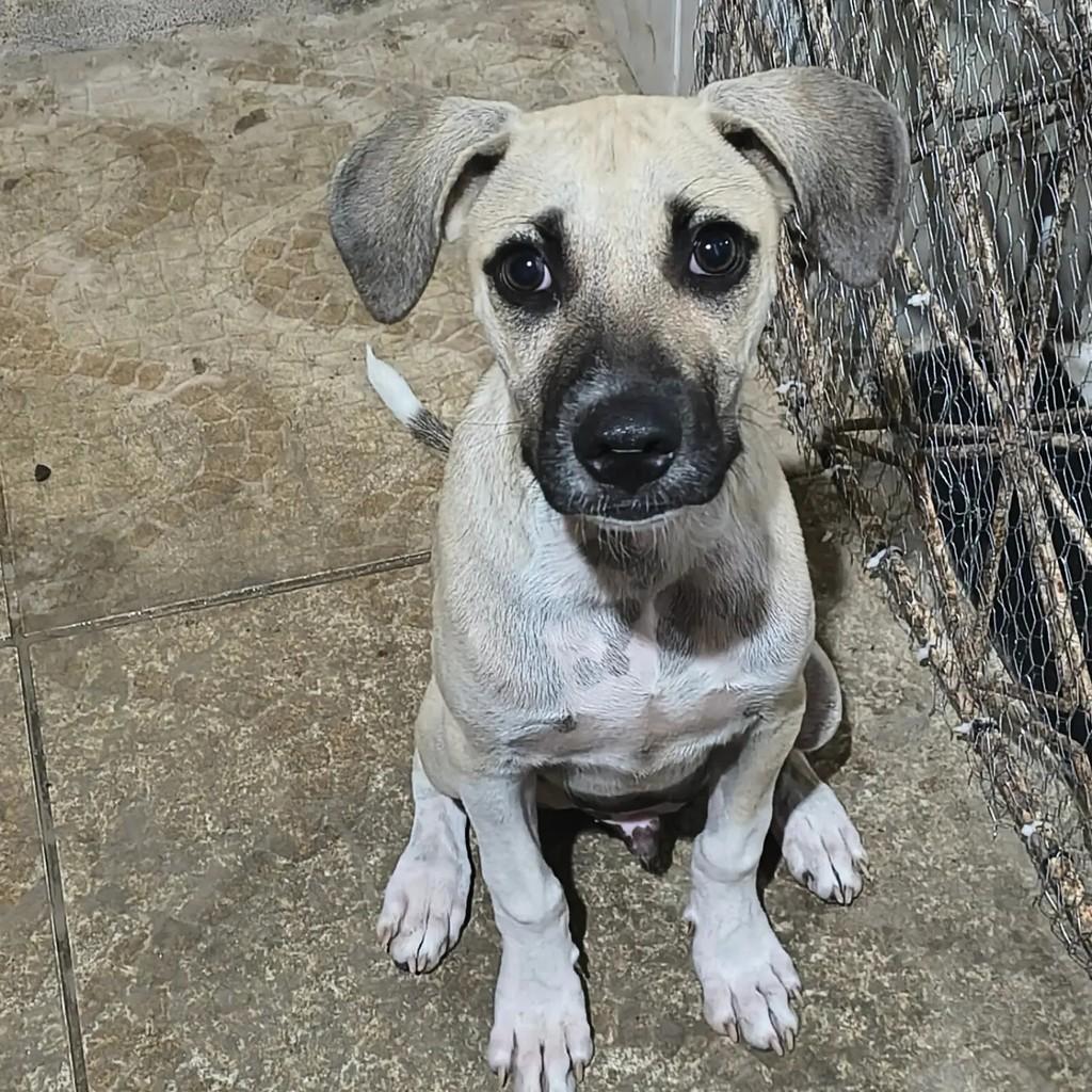Raimundo, cachorro de porte médio para adoção em Mossoró - RN — foto 2 de 6