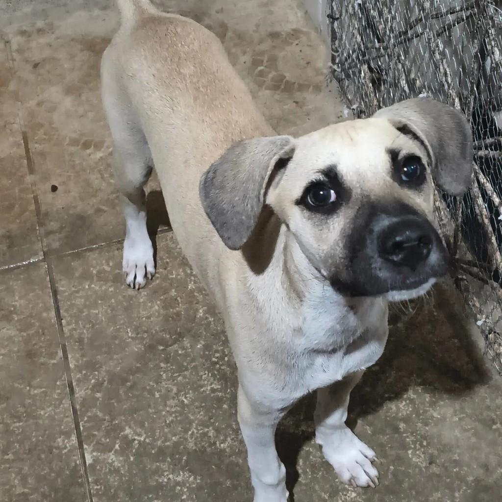 Raimundo, cachorro de porte médio para adoção em Mossoró - RN — foto 3 de 6