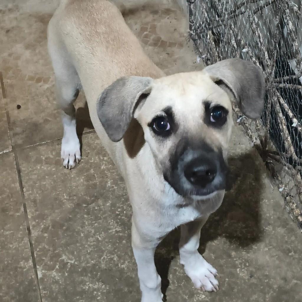 Raimundo, cachorro de porte médio para adoção em Mossoró - RN — foto 4 de 6