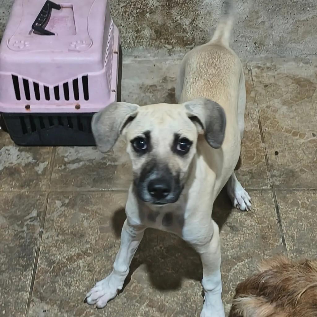 Raimundo, cachorro de porte médio para adoção em Mossoró - RN — foto 5 de 6