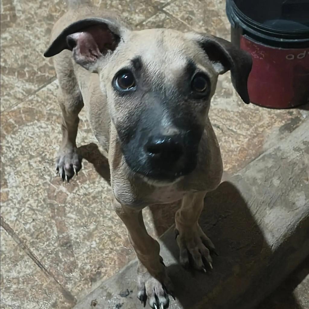 Zé, cachorro para adoção em Mossoró - RN