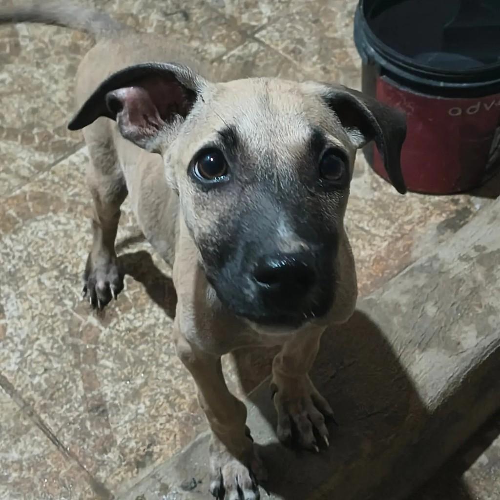 Zé, cachorro para adoção em Mossoró - RN — foto 2 de 2