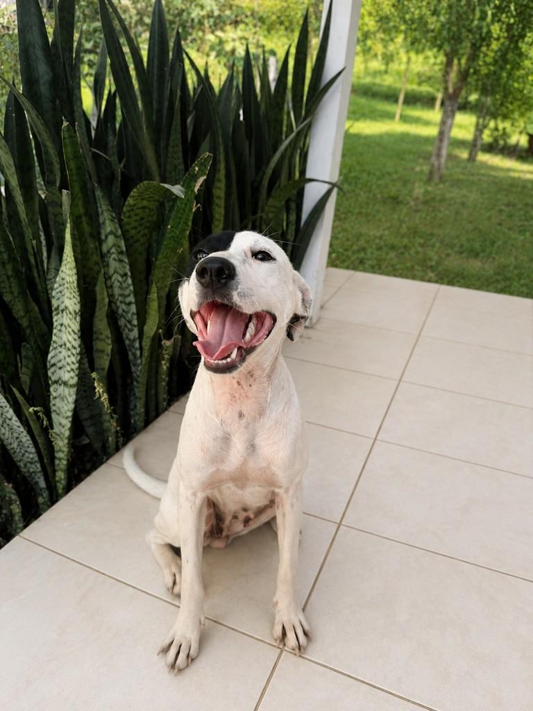 Bibi, cadela de porte médio para adoção em Parobé - RS