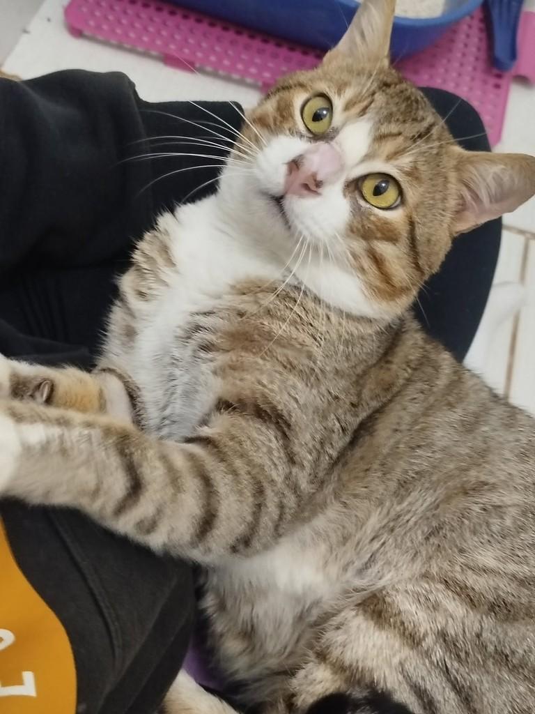 Boneco, gato de porte médio para adoção em Parobé - RS