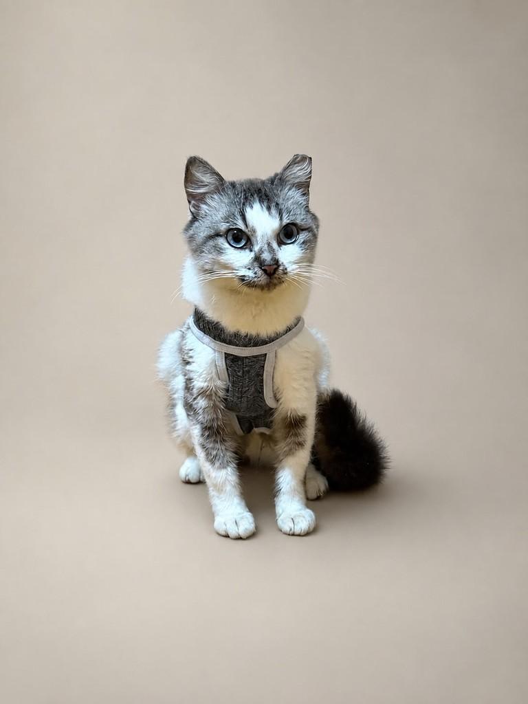 Bebel, gata de porte pequeno para adoção em Parobé - RS