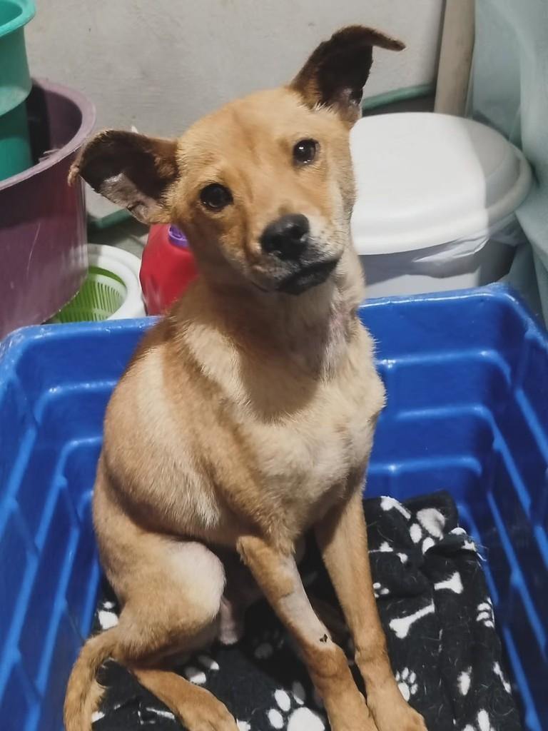 Agostinho, cachorro de porte pequeno para adoção em Parobé - RS