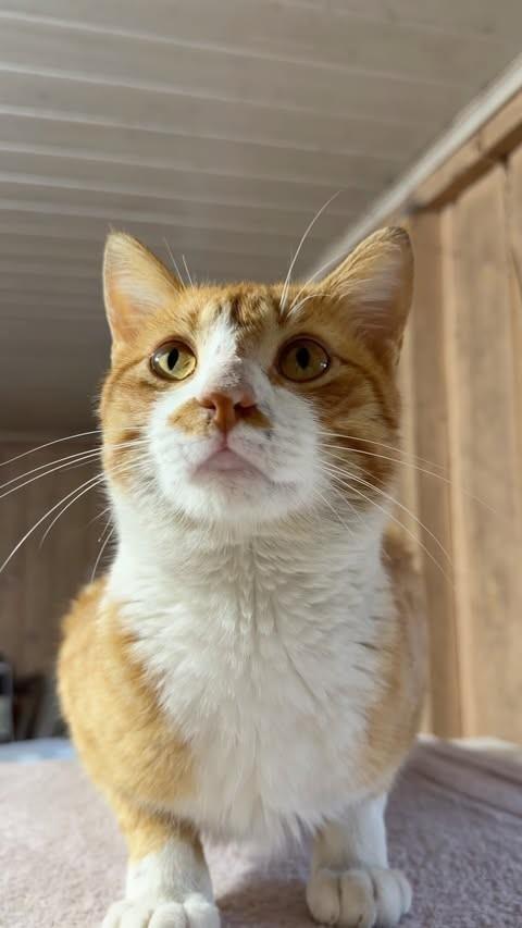 Vicent, gato de porte pequeno para adoção em Parobé - RS