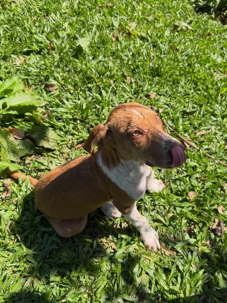 Cascao, cachorro de porte pequeno para adoção em Parobé - RS