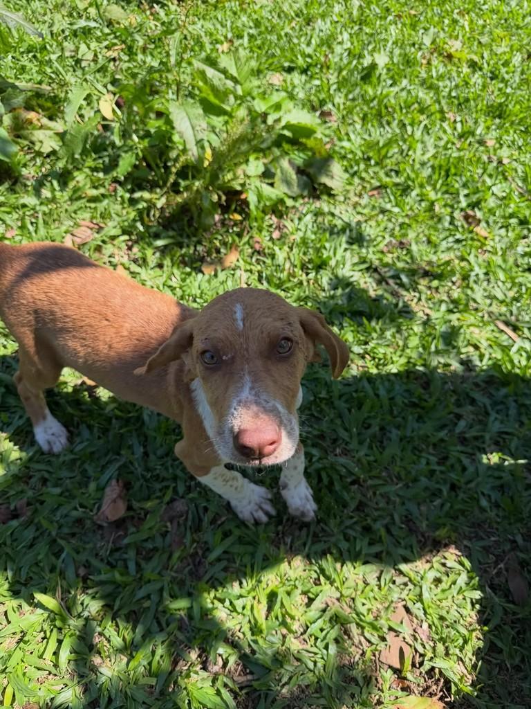 Cascao, cachorro de porte pequeno para adoção em Parobé - RS — foto 2 de 3