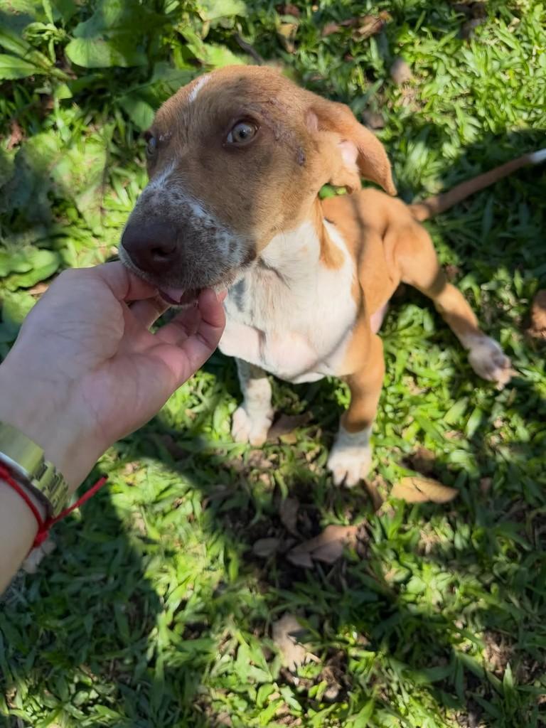 Cascao, cachorro de porte pequeno para adoção em Parobé - RS — foto 3 de 3