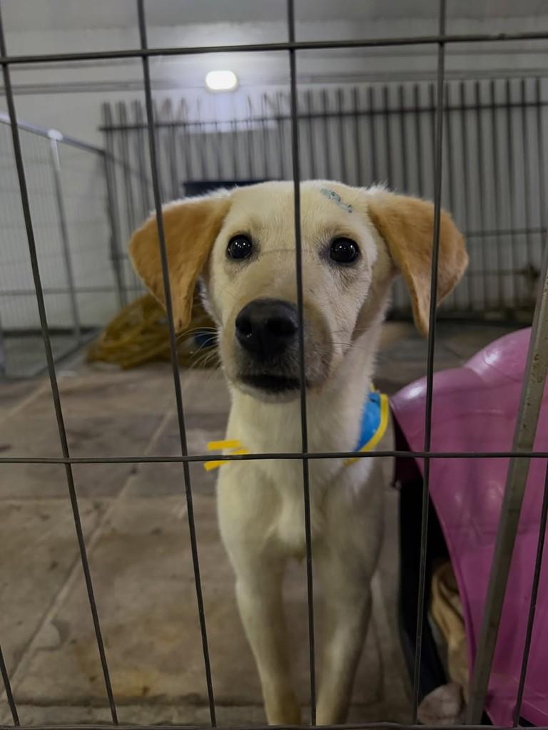 Max, cachorro de porte grande para adoção em Parobé - RS