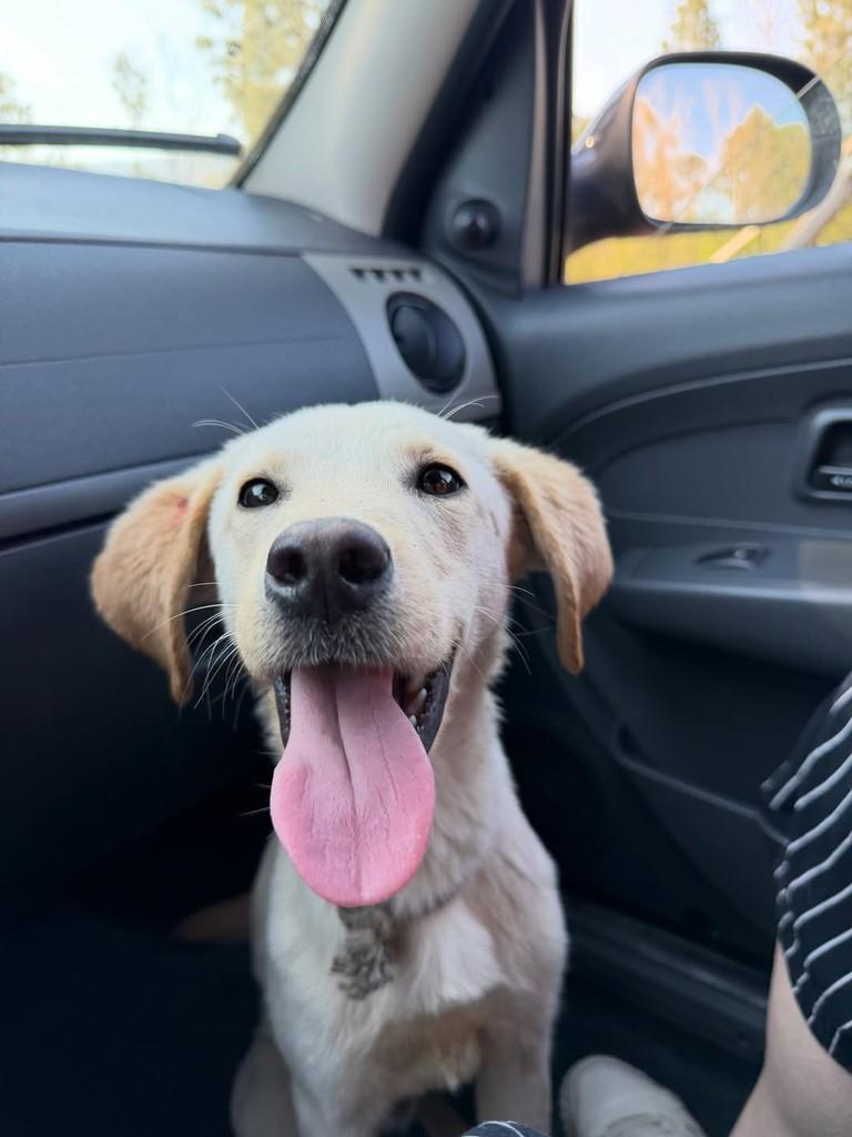 Max, cachorro de porte grande para adoção em Parobé - RS — foto 2 de 4