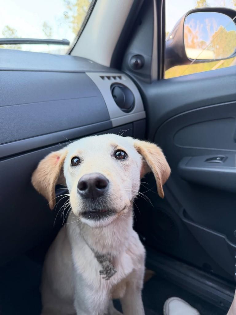 Max, cachorro de porte grande para adoção em Parobé - RS — foto 3 de 4
