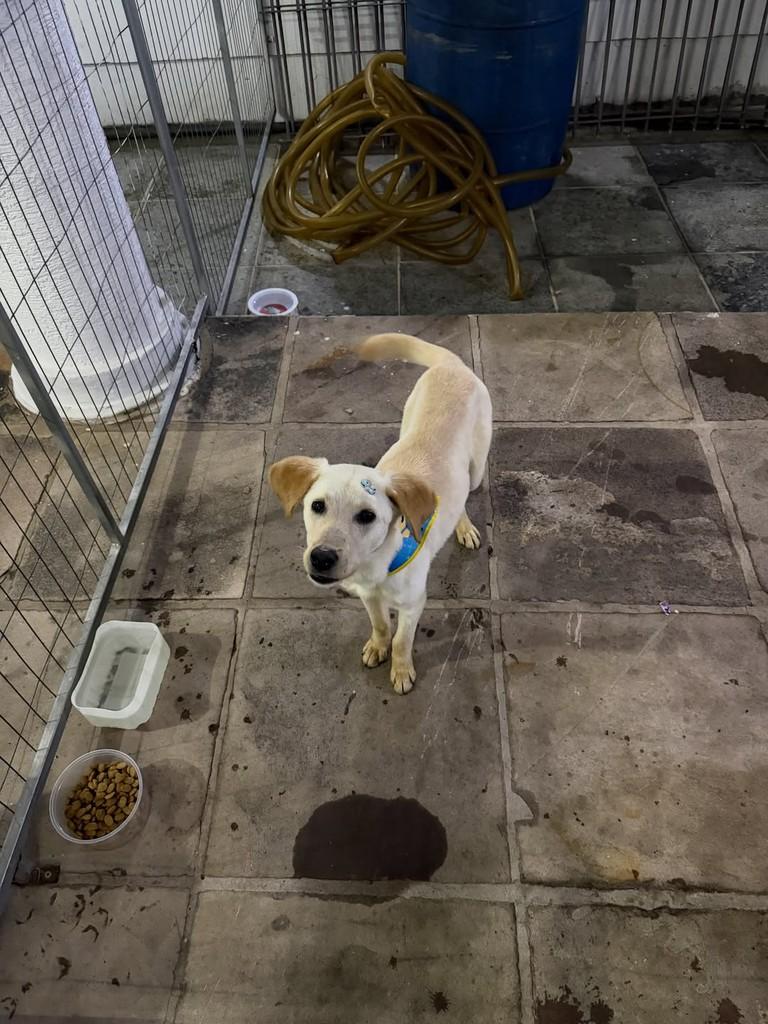 Max, cachorro de porte grande para adoção em Parobé - RS — foto 4 de 4