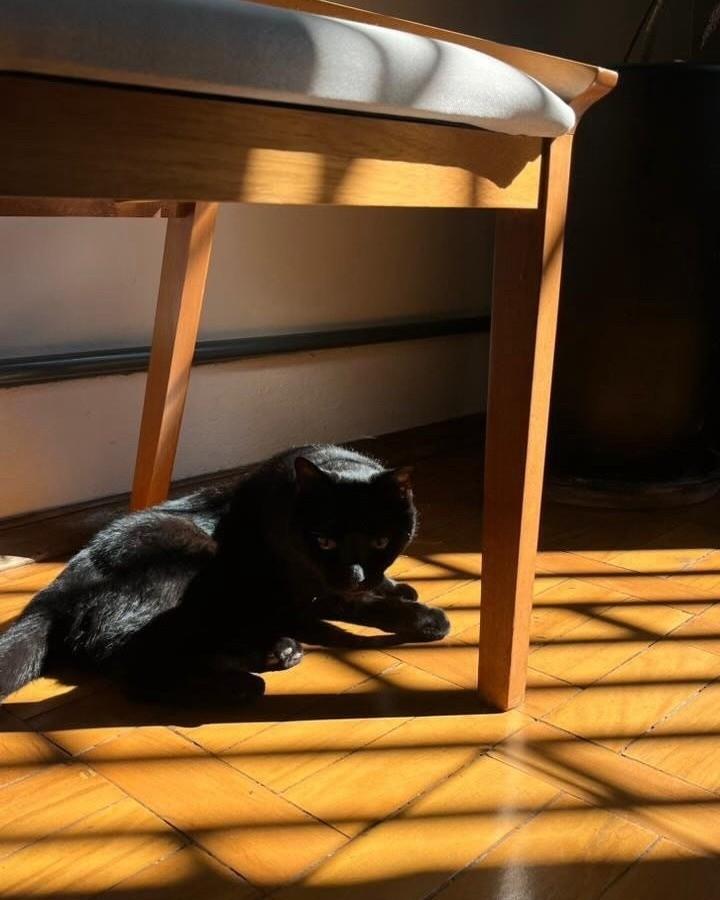 Pantera, gato de porte médio para adoção em Uberlândia - MG