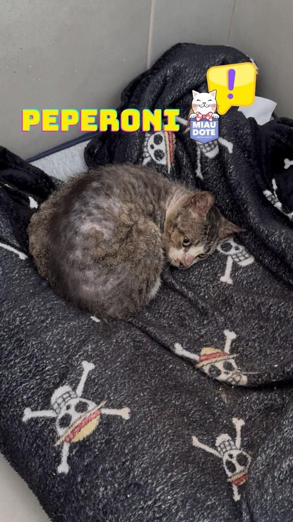 Peperoni, gato de porte pequeno para adoção em Uberlândia - MG