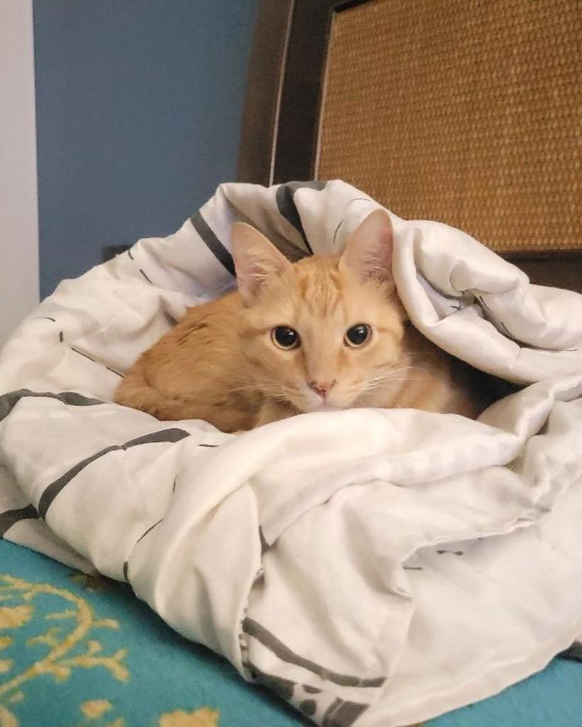 Luke, gato para adoção em Uberlândia - MG