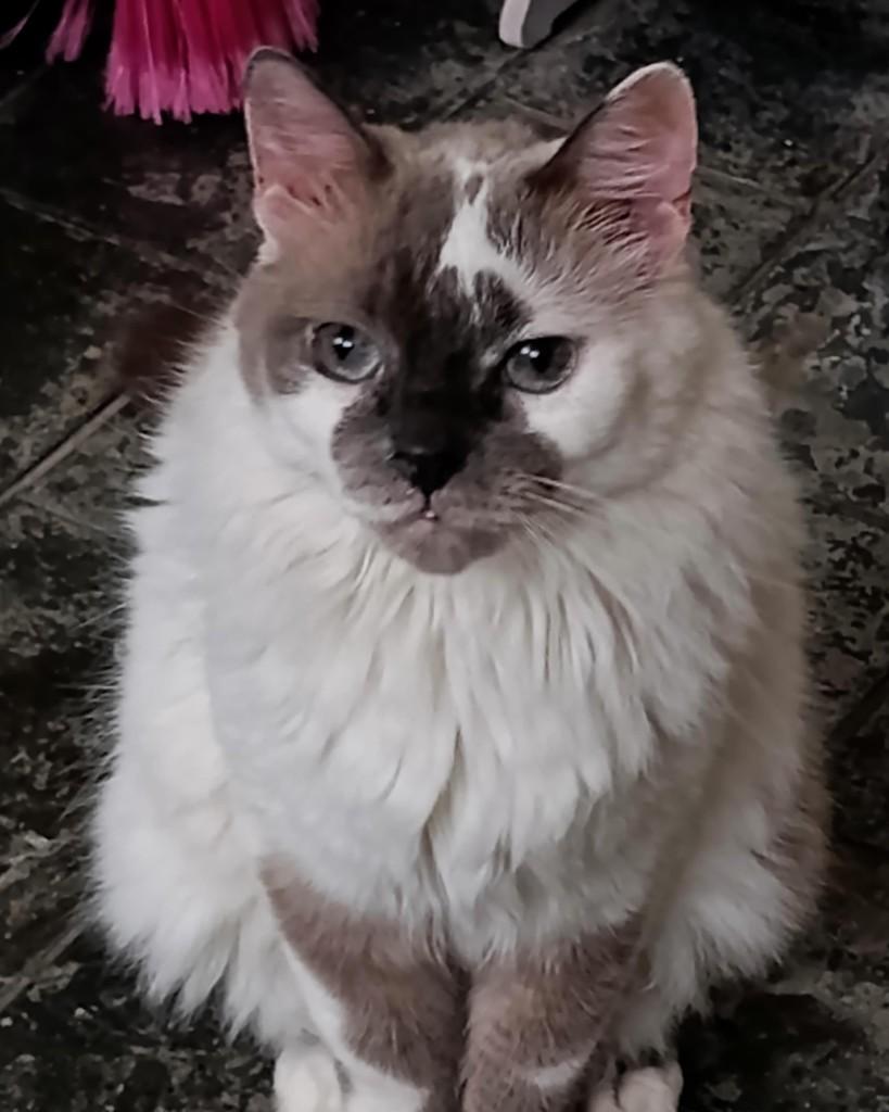 James, gato para adoção em Uberlândia - MG