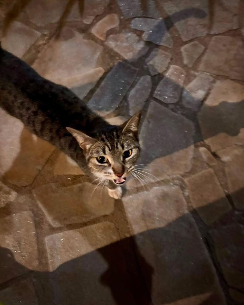 Cade, gata de porte médio para adoção em Uberlândia - MG