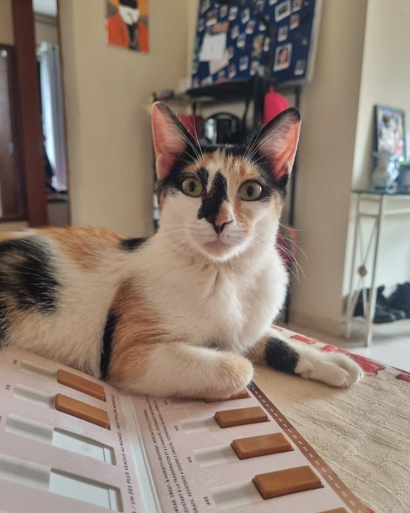 Helena, gata para adoção em Uberlândia - MG
