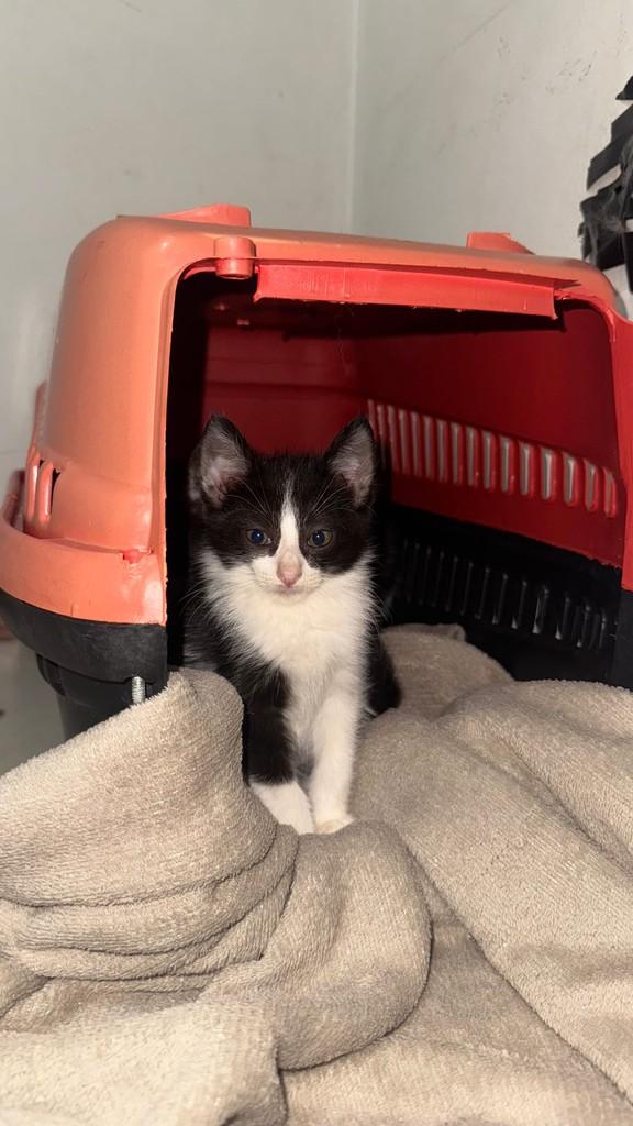 Godofredo, gato de porte pequeno para adoção em Uberlândia - MG