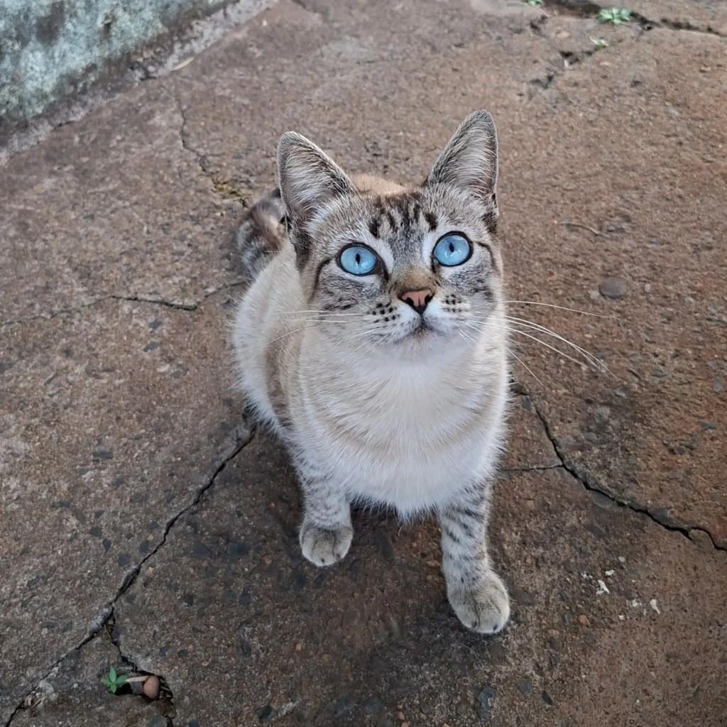 Princesa, gata de porte pequeno para adoção em Uberlândia - MG