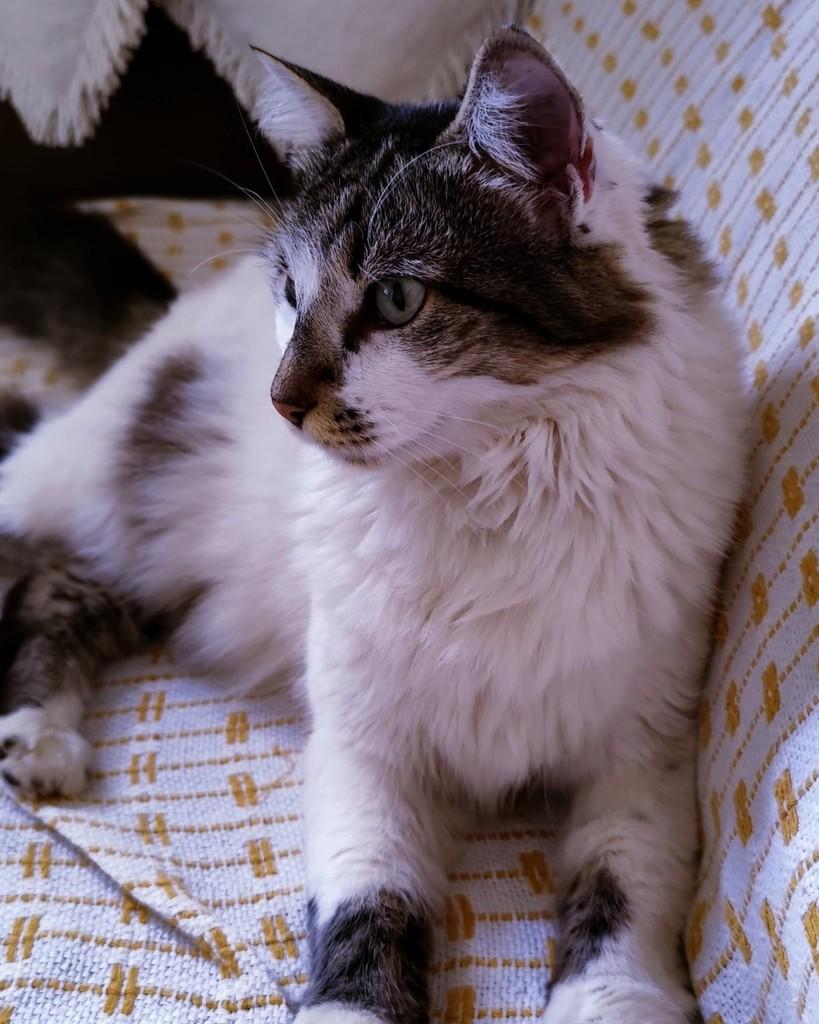 Catarina, gata de porte médio para adoção em Uberlândia - MG