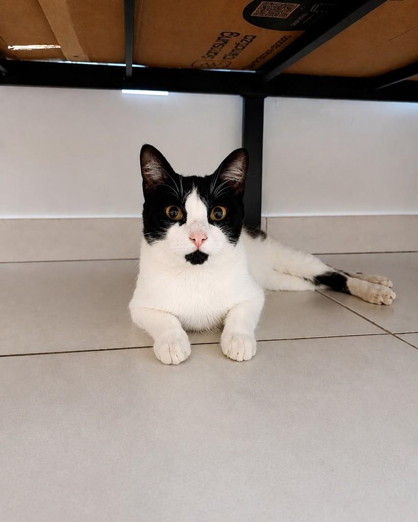 Príncipe de Barbinha, gato para adoção em Uberlândia - MG