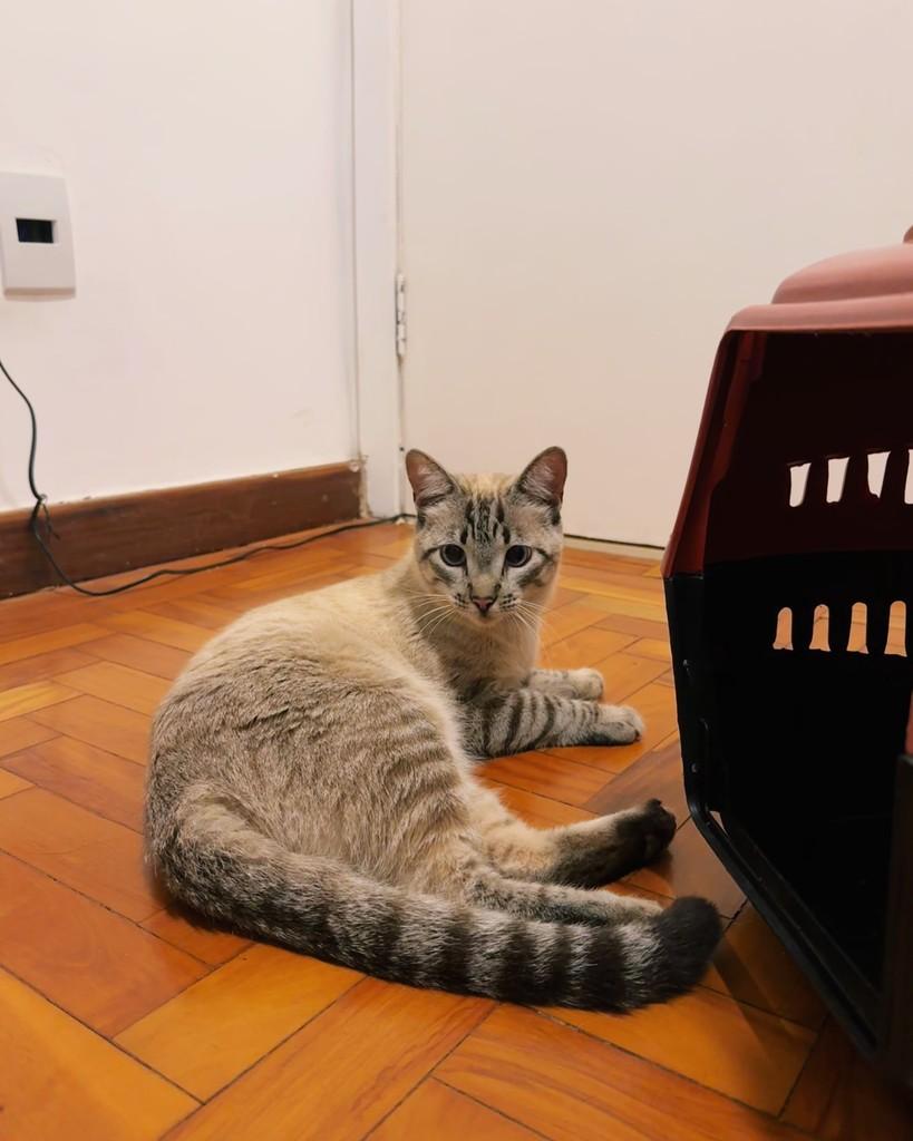 Caroline, gata de porte médio para adoção em Uberlândia - MG