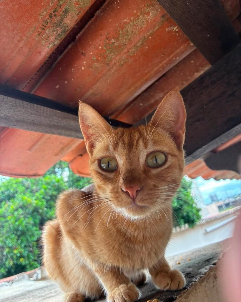 Amarelinha, gata de porte pequeno para adoção em Uberlândia - MG