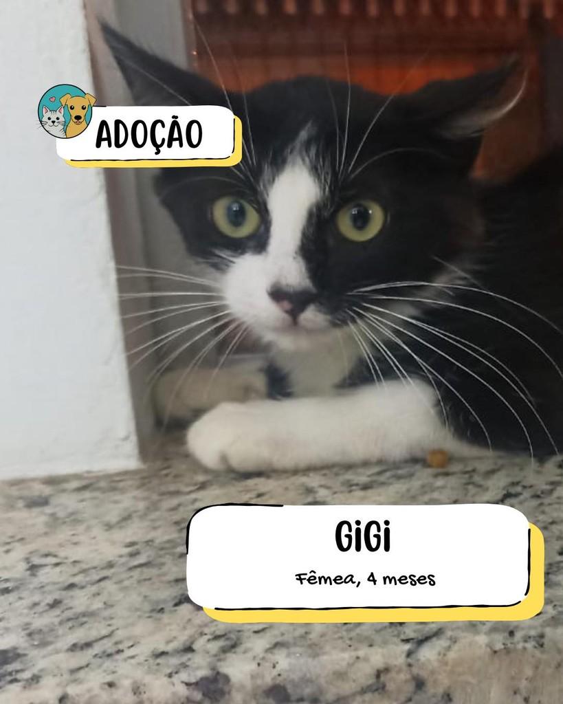 Gigi, gata de porte pequeno para adoção em Tietê - SP