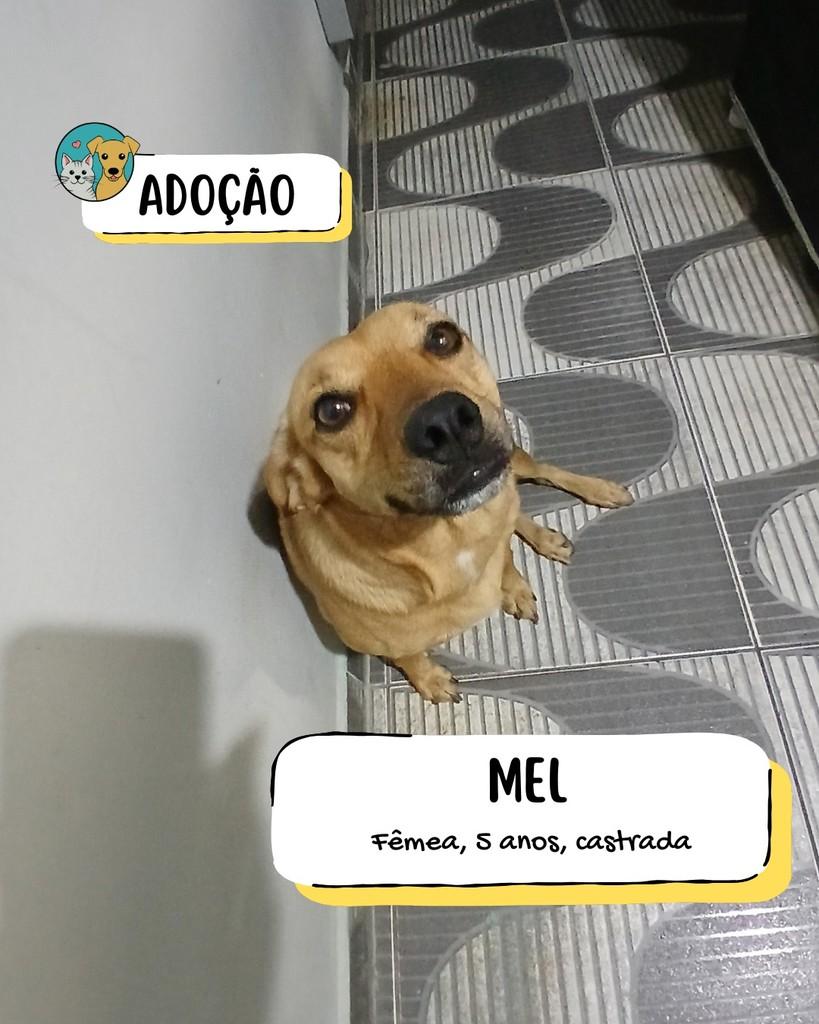 Mel, cadela de porte médio para adoção em Tietê - SP