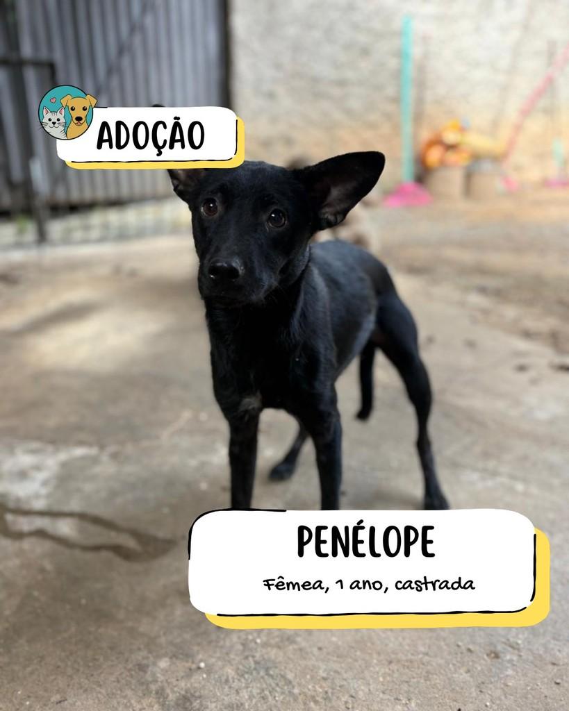Penélope, cadela de porte pequeno para adoção em Tietê - SP