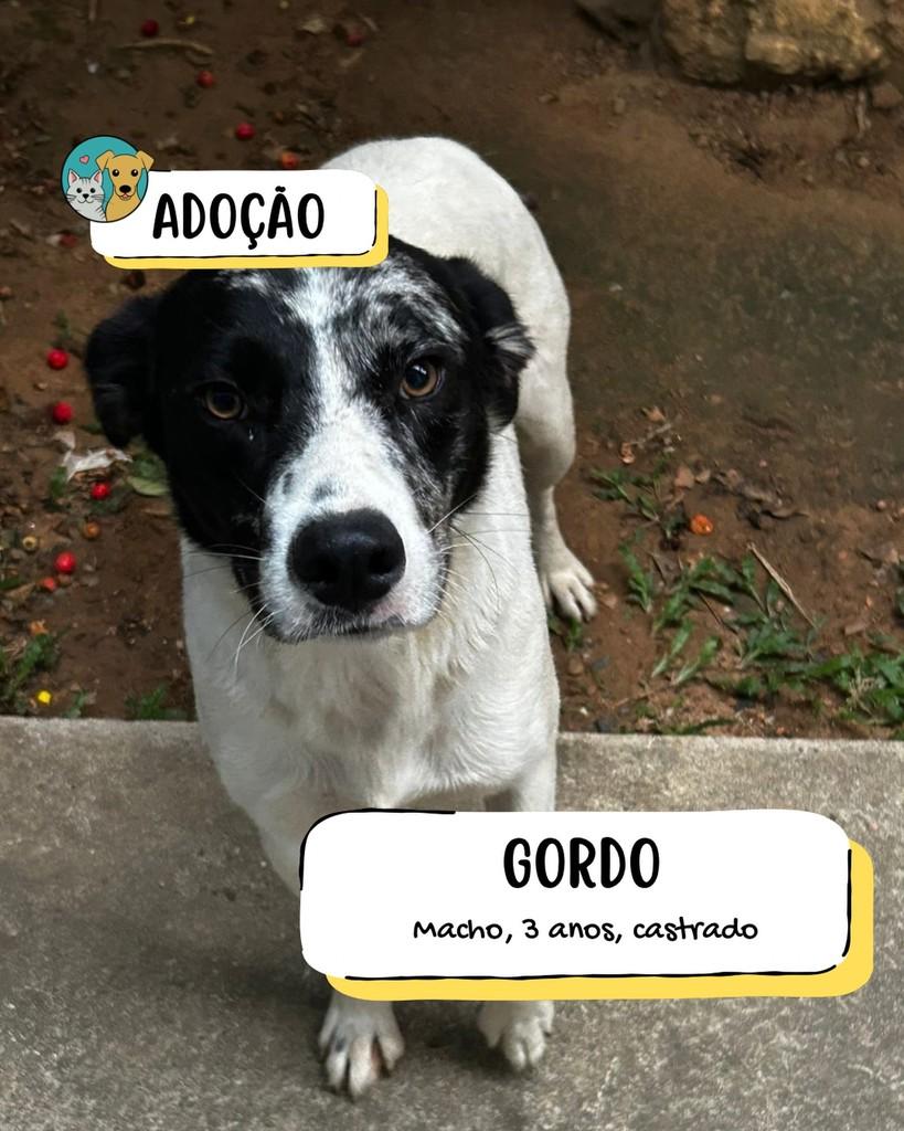 Gordo, cachorro de porte médio para adoção em Tietê - SP