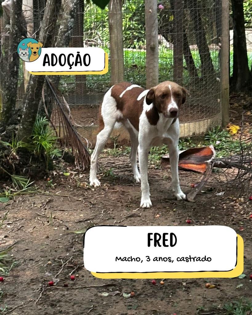 Fred, cachorro de porte médio para adoção em Cerquilho - SP