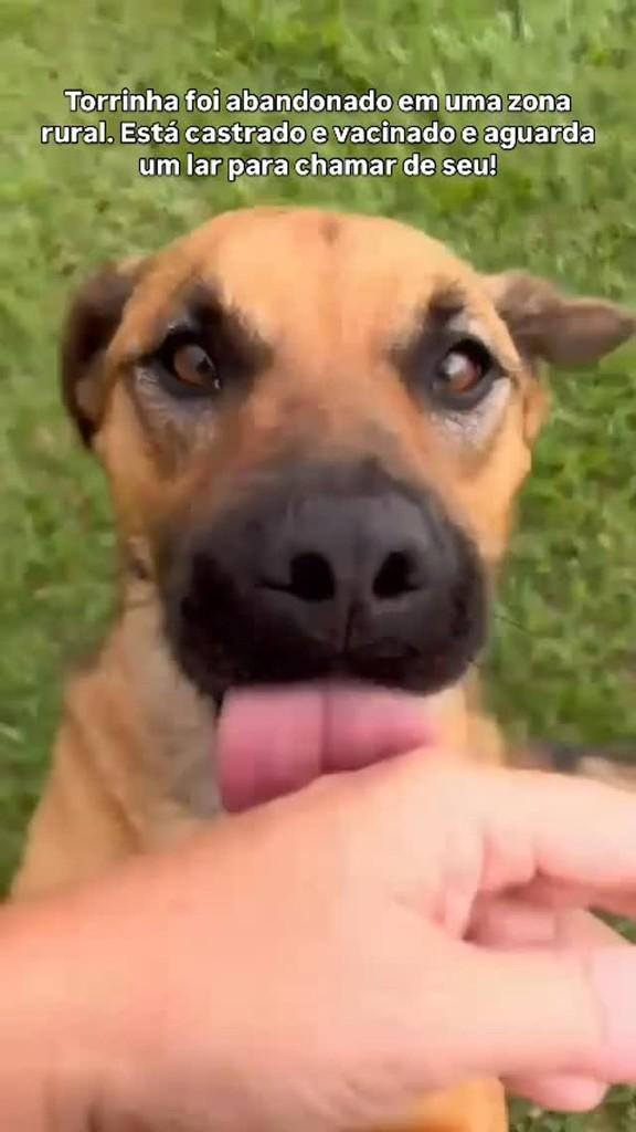 Torrinha, cachorro de porte médio para adoção em Torrinha - SP