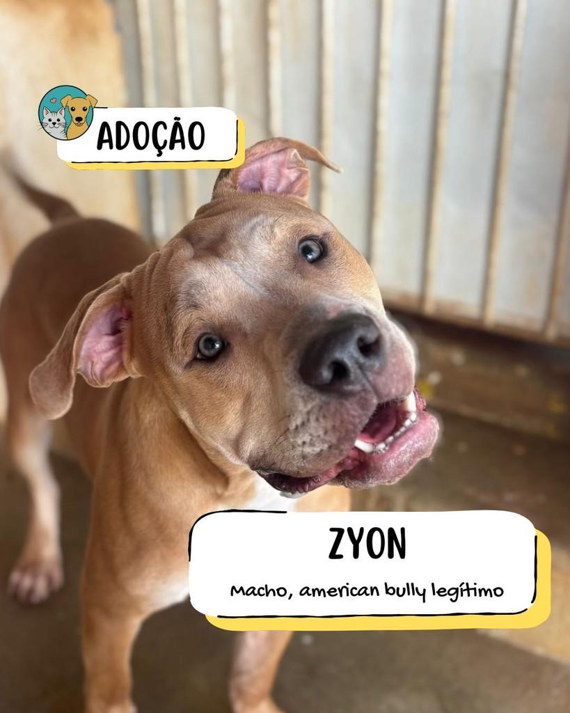 Zyon, cachorro de porte médio para adoção em Tietê - SP
