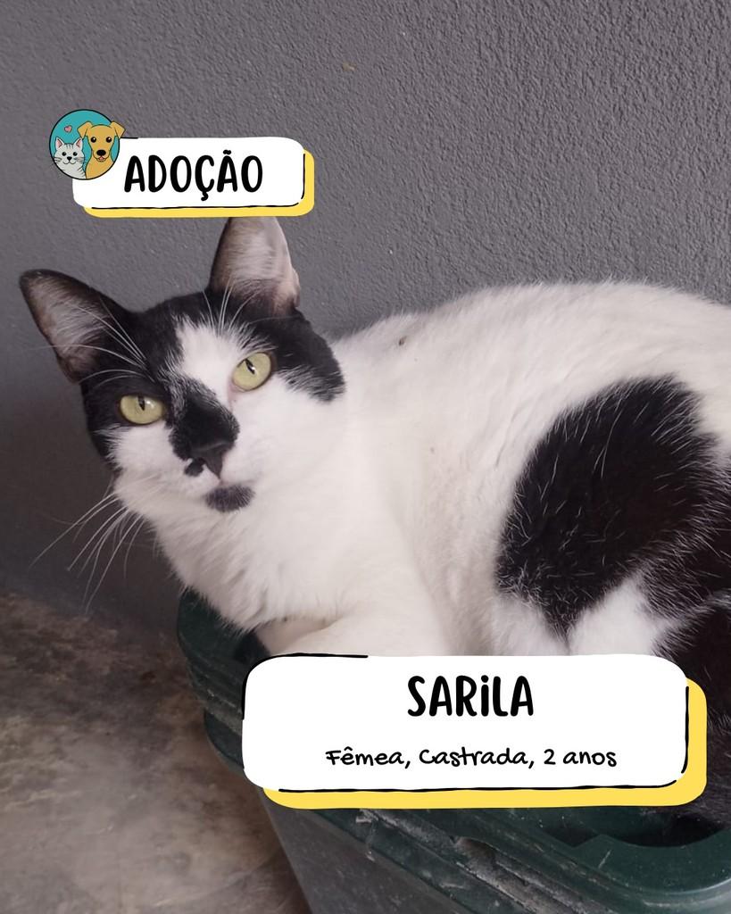 Sarila, gata de porte grande para adoção em Tietê - SP