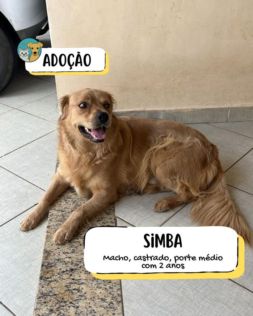 Simba, cachorro de porte médio para adoção em Tietê - SP