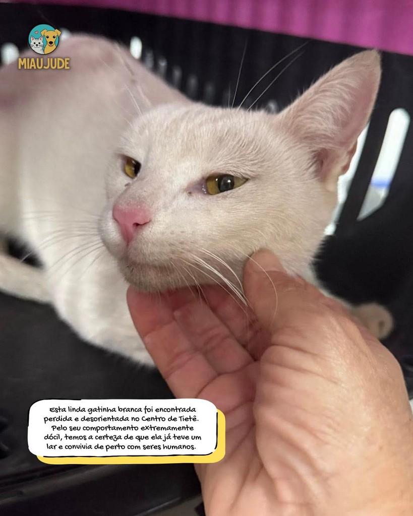 Branca, gata de porte médio para adoção em Tietê - SP